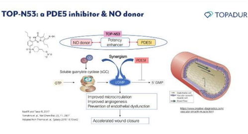 瑞士Topadur Pharma 以cGMP酶雙效調節創新療法應對老年疾病挑戰