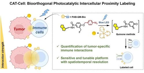 突破細(xì)胞互作研究瓶頸 陳鵬與樊新元團隊開發(fā)革命性生物正交光催化標(biāo)記技術(shù)